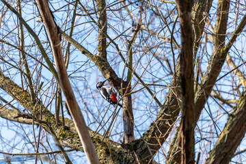 Woodpecker bird on a tree trunk. Woodpecker on a tree branch.