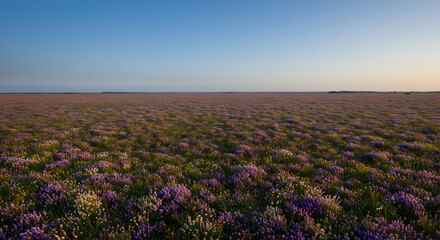 Obraz premium Vast Field of Lavender Flowers Blooming Under Clear Evening Sky