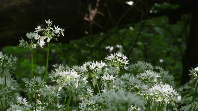 Allium ursinum, ramsons, buckrams, wild garlic, Ramsons,  Bear's garlic, Allium ursinum,  Allium ucrainicum, Alliaceae, plants, plant, flower, landscape, park of Monza, Monza, Lombardia, Italy,