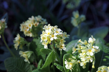 Macro image of Oxlip blooms in Spring sunlight, Derbyshire England
