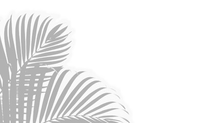 realistic palm leaves shadow effect isolated on transparent, tropical palm leaves shadow overlay effect isolated