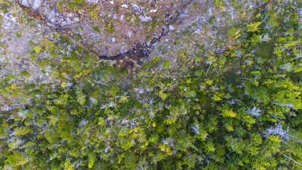 Top down view where the forest ends. A patch of moss covered rocks hold the trees back.