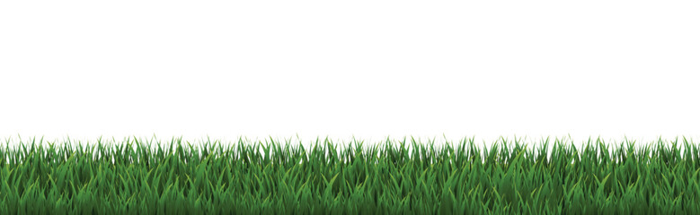 Fototapeta premium green grass isolated on white background