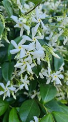 A detailed close-up of delicate white star-shaped flowers in full bloom, surrounded by lush green leaves. The fresh petals and natural setting create a serene and vibrant floral scene
