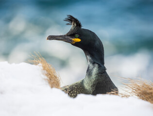european shag bird closeup