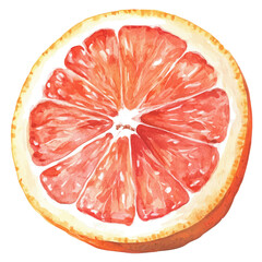Grapefruit Slice, watercolor illustration, isolated on a white background.