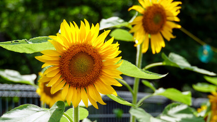 Obraz premium 夏を彩る、鮮やかなひまわりのクローズアップ