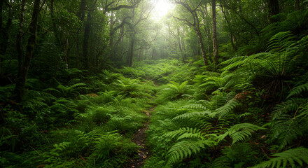 Fototapeta premium Lush Fern Forest Path Leads Into Mystical Green Woods