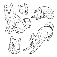 A set of vector images of Yakut huskies on a white background.