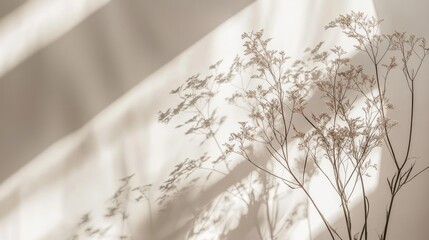 Beautiful dried plants and the interesting shadows on a neutral background