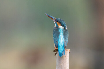 Common kingfisher (Alcedo atthis) during on branch tree for diving into water eating fish at the...