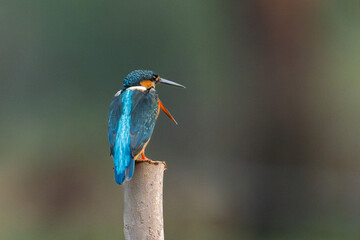 Common kingfisher (Alcedo atthis) during on branch tree for diving into water eating fish at the...