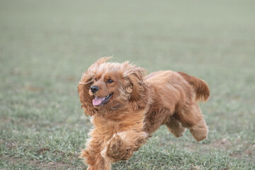 Portrait of a beautiful purebred cocker spaniel in a spring city.