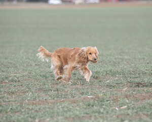 Portrait of a beautiful purebred cocker spaniel in a spring city.
