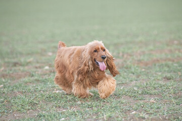 Portrait of a beautiful purebred cocker spaniel in a spring city.
