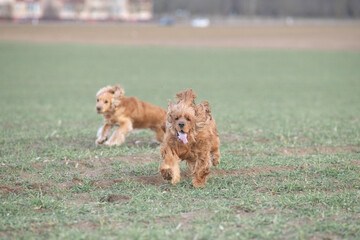 Portrait of a beautiful purebred cocker spaniel in a spring city.
