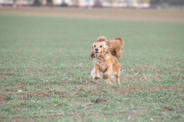 Portrait of a beautiful purebred cocker spaniel in a spring city.