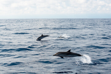 Fototapeta premium Two beautiful dolphins jumping over breaking waves in Liguria