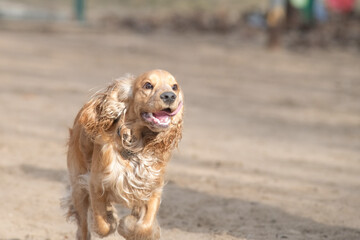 Portrait of a beautiful purebred cocker spaniel in a spring city.