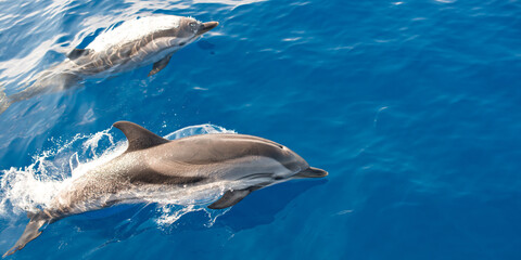 Fototapeta premium Closeup of a couple of dolphins