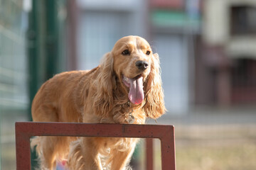 Portrait of a beautiful purebred cocker spaniel in a spring city.