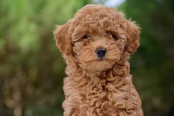 Cute brown poodle puppy outside
