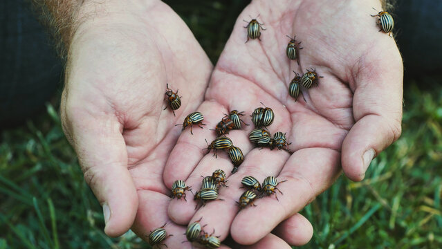 Farmer holding Colorado potato beetles in his hands, facing a potato pest infestation