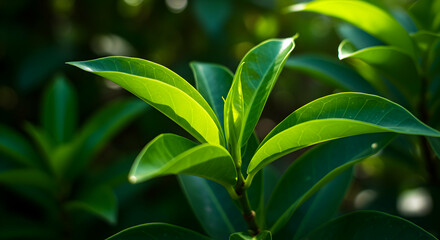 Obraz premium Bright Green Leaves on Plant Lit by Sunlight in Garden