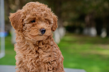 Cute brown poodle puppy outside