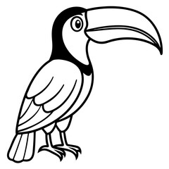 toucan isolated on white