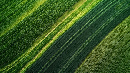 Naklejka premium Aerial view showing agricultural fields with varied green crops