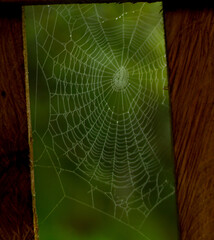 Spider web with water drops