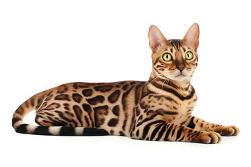 Cat Isolated on White Background