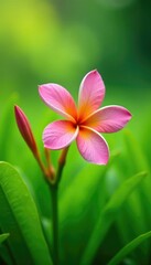 Fototapeta premium Delicate frangipani petals bloom in the lush green grass, flower, landscape