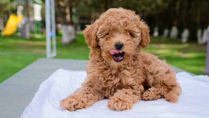 Cute brown poodle puppy outside