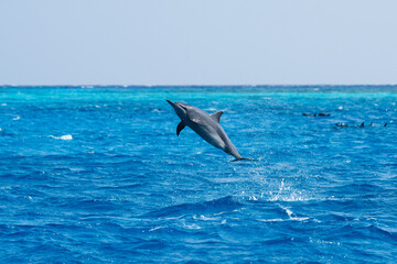 Obraz premium Dolphin jumping in the sea near Maldives island, showcasing their acrobatic spins, graceful swimming, and natural beauty in serene tropical waters.