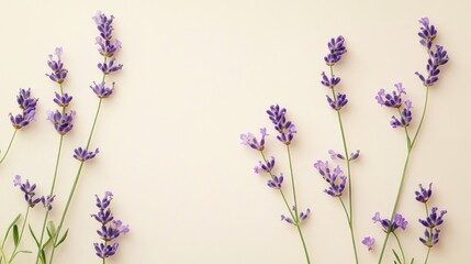 Naklejka premium Lavender Serenity: Delicate sprigs of lavender, with their captivating purple blooms, elegantly adorn a muted backdrop, creating a sense of peace and beauty.