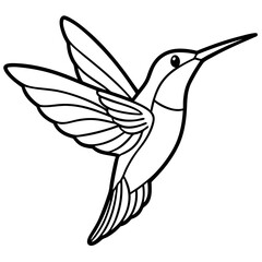 hummingbird vector illustration