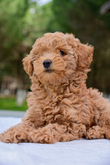 Cute brown poodle puppy outside