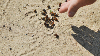 Farmer collecting colorado potato beetles on dry ground