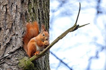 Squirrel perched on tree branch enjoying a nut in a serene forest setting during daytime