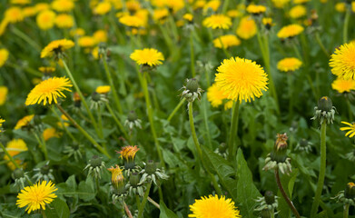 Spring Yellow dandelion flowers (Taraxacum officinale),Dandelions field background 
