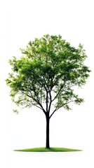 A single leafy tree with green leaves and dark trunk