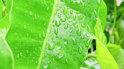 The Brekele plant (Philodendron Burle Marx) is an ornamental plant with shiny green leaves and originates from South America. Its leaves look so fresh and waving when hit by rainwater. - Powered by Adobe