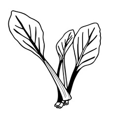 Vibrant Rainbow Chard Illustration A Colorful Harvest Bounty