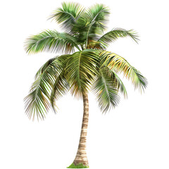 Coconut palm tree with a slightly curved trunk and ripe coconuts, isolated on a white background