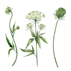 Poisonous plant Cicuta, hand drown watercolor botanical illustration, isolated on white background. Vintage style. Set of elements for patterns, bouquets. The plant is similar to yarrow and dill.
