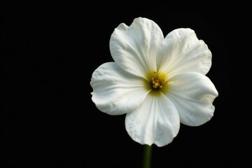 Fototapeta premium White cotton flower with delicate petals on dark black background, nature, cotton flower, simple