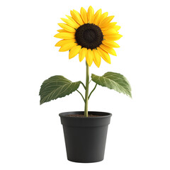Obraz premium A 3D Potted Sunflower with Tall Bright Yellow Petals Isolated on Transparent Background