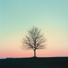 Obraz premium Silhouetted tree against a vibrant sunset sky